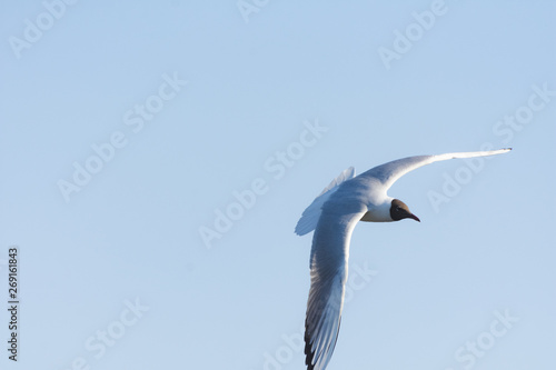 Seagull in flight close-up during the day