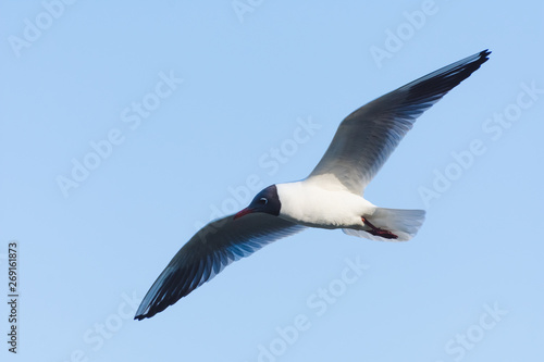 Seagull in flight close-up during the day