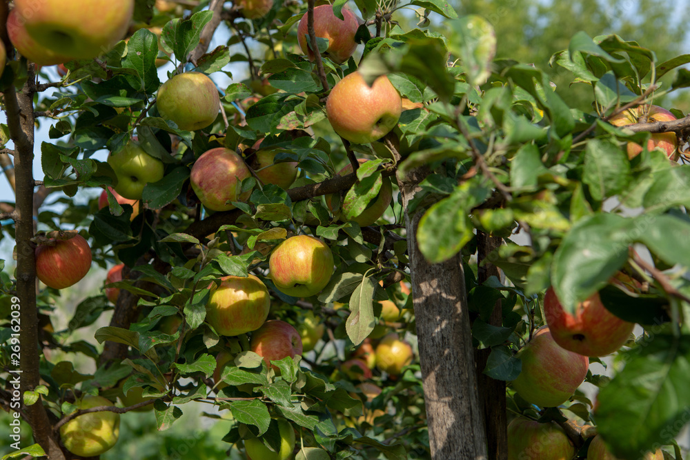 Apples tree in garden, nature