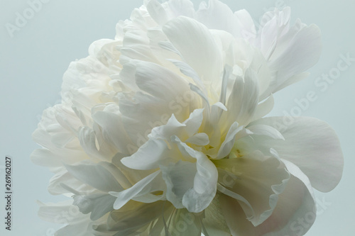 芍薬の花びら © 泰介 大塚