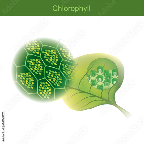 Chlorophyll is a green photosynthetic pigment found in plants. photo