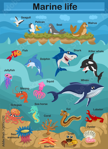 Fototapeta Naklejka Na Ścianę i Meble -  Cute cartoon vector illustration - Sea life. Exploring the underwater world for children. Underwater world. Scientific illustration for children