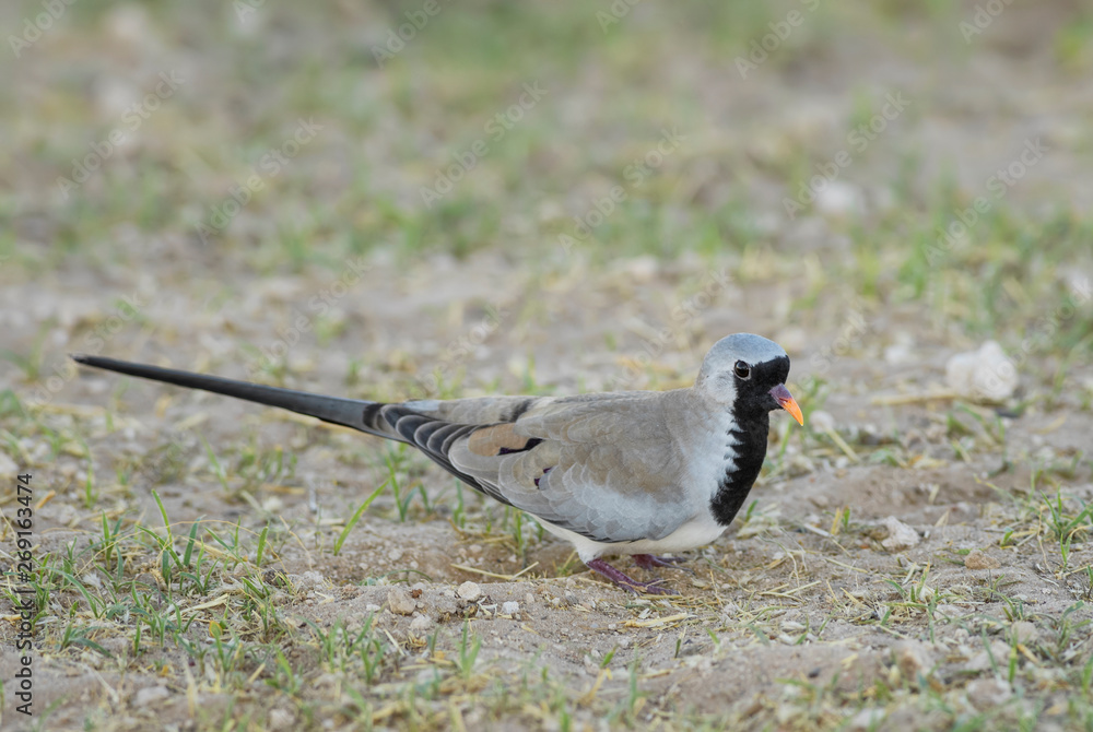 Obraz premium Namaqua Dove - Oena capensis, beatiful small dove from African savannas and bushes, Etosha National Park, Namibia.