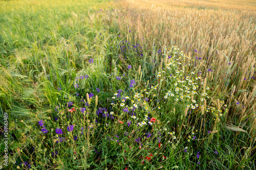 Summer everning on nature