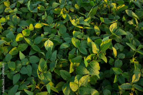 Young plants of soybean close-up