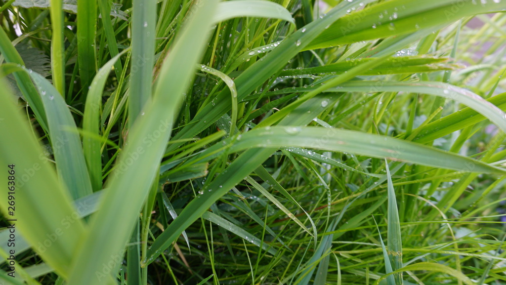 Obraz premium Morgentau