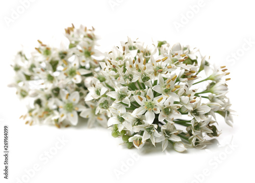 Fototapeta Naklejka Na Ścianę i Meble -  Chinese chive flower on white background 