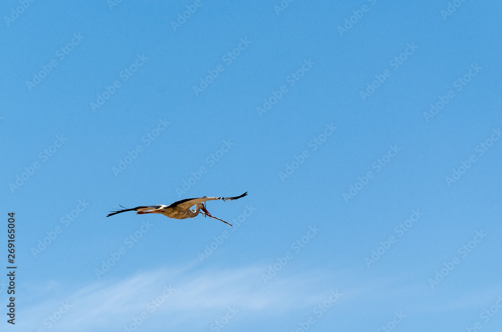 Obraz premium fliegender Storch