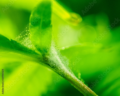 Green fresh leaf covered with microscopic web of spider mite colony. Plant disease. Tetranychus. Close-up drop water.disinsection. pesticide spraying.