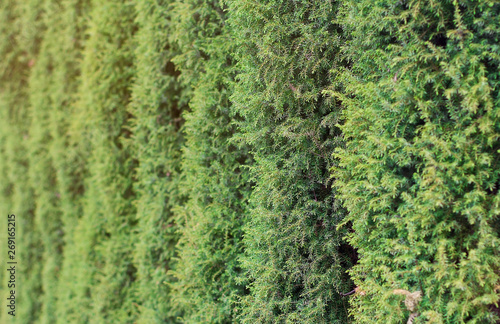  background of a columnar juniper. juniper fence
