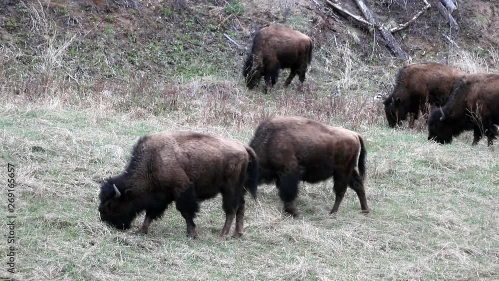Herd of Wood Bison (or Mountain Bison) grazing along the Alaska Highway; in the Liard Hot Spring Provincial Park; in the Canadian Rockies; and in northern British Columbia, Canada Herd of Wood Bison (or Mountain Bison) grazing along the Alaska Highway; in the Liard Hot Spring Provincial Park; in the Canadian Rockies; and in northern British Columbia, Canada