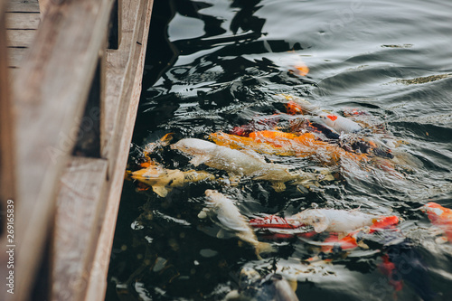 A few active colorful Koi carps swim in the pond and wait to be fed. Fight for food concept. Decorative fish for the park area.