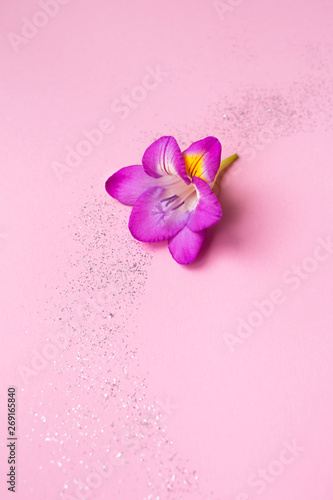 Beautiful rose freesia flower on a pink background with sparkles. Floral background. Top view. For your text.