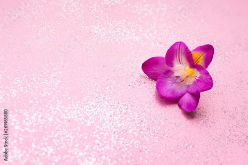 Beautiful freesia flower on sparkles and pink background. Floral background. Top view. For your text.