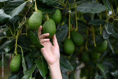 Quadro su tela Woman's hands harvesting fresh ripe organic Hass Avocado
