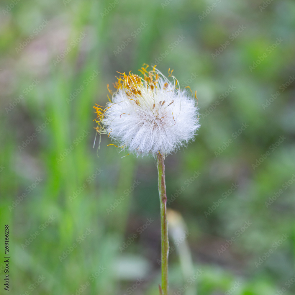 First spring flower coltsfoot foalfoot fluffy with the remains of dry petals stands alone over the early spring First spring flower coltsfoot foalfoot fluffy with the remains of dry petals stands alone over the early spring