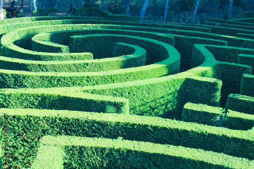 Labyrinth Plant Surface photo