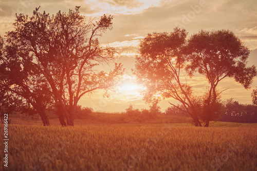 Sunset/Sunrise in wheat field. Nature concept.