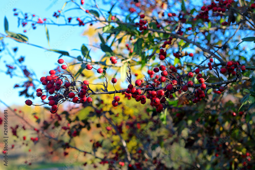 Red wild hawthorn berries on the branches at autumn forest Red wild hawthorn berries on the branches at autumn forest