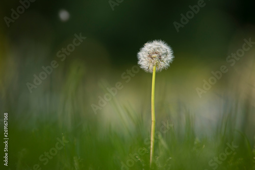 One white dandelion in the grass