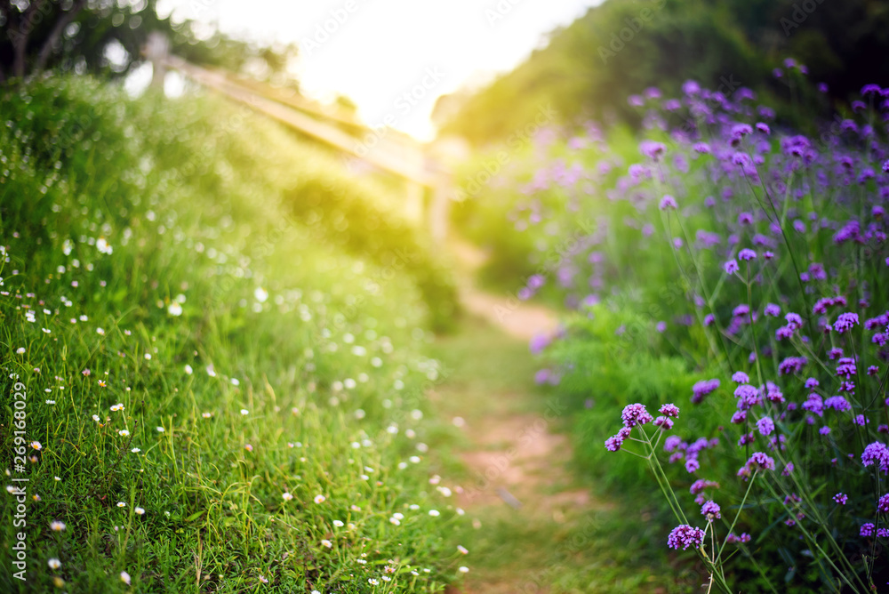 Naklejka premium dirt path through blooming verbena flower field in the morning with warming light of sunrise