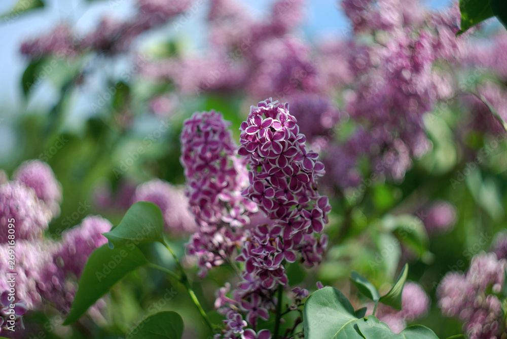 Obraz premium Lilac