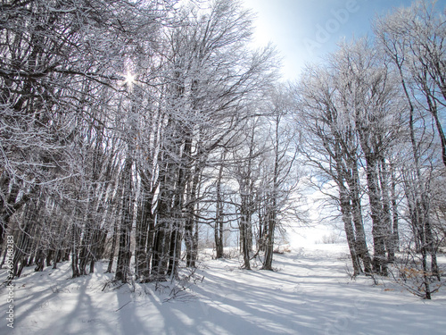 Snowy forest. Winter snowy landscape. Sun light through the snowy forest. © Таня Дроздова