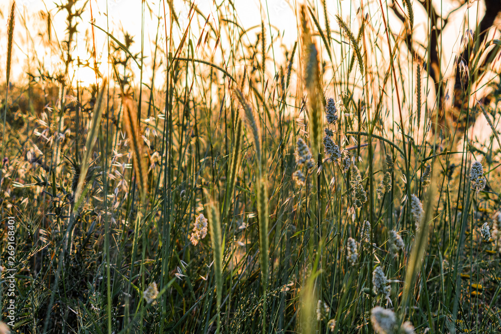 Fototapeta premium This is a capture for a colorful landscape with grass and trees in spring 2019 and you can see the beautiful texture of green and yellow 