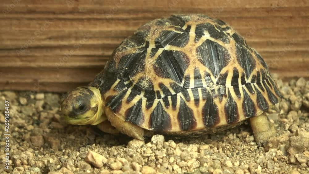 インドホシガメ、ホシガメ / Indian star tortoise, Geochelone elegans, 4K インドホシガメ、ホシガメ / Indian star tortoise, Geochelone elegans, 4K