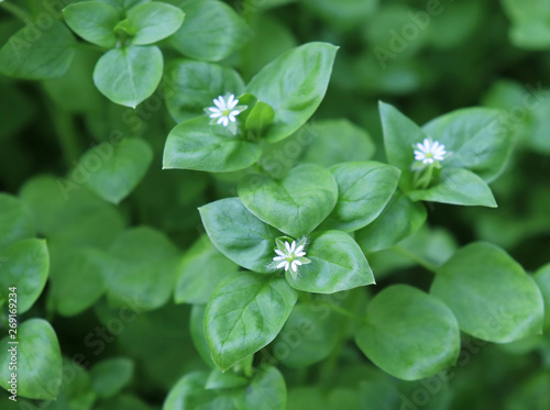 Chickweed ,Stellaria media. Young taste very gently with flavor of nuts. You can use them in fresh vegetable salads. The chickweed advantage is that we have it fresh almost all year round. photo