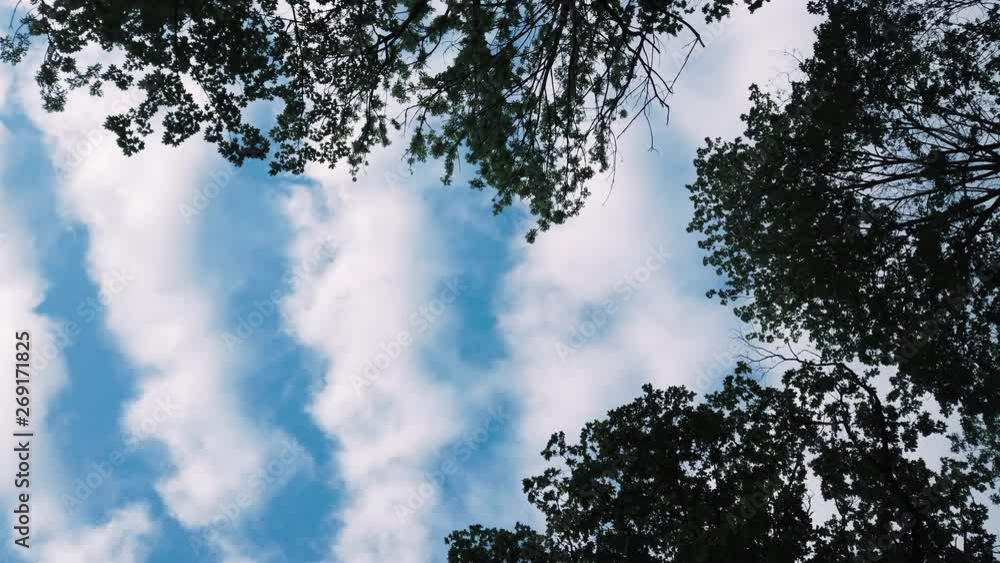 Sky view from the forest, view and rotate Sky view from the forest, view and rotate