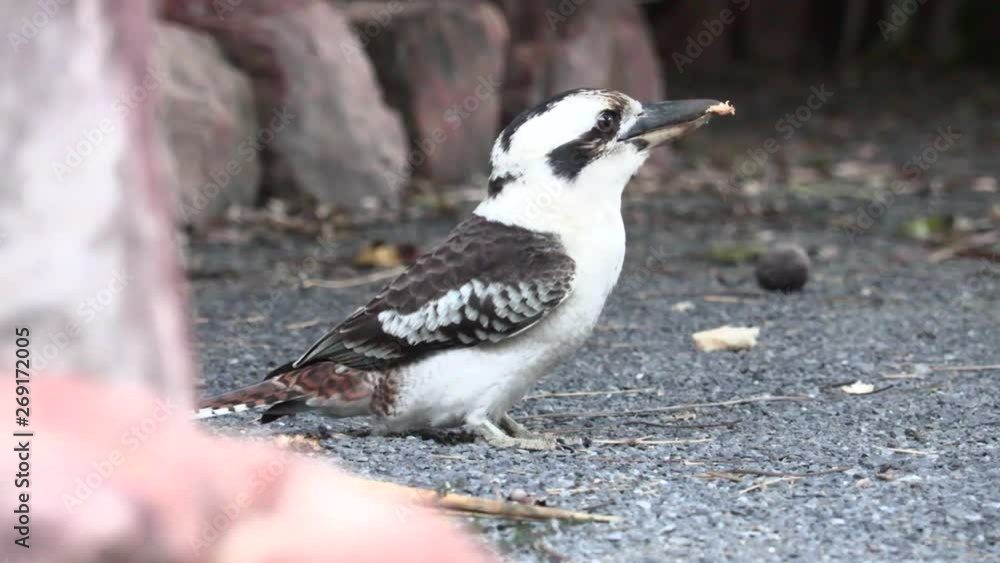 kookaburra amongst trees in back yard 4k UHD kookaburra amongst trees in back yard 4k UHD