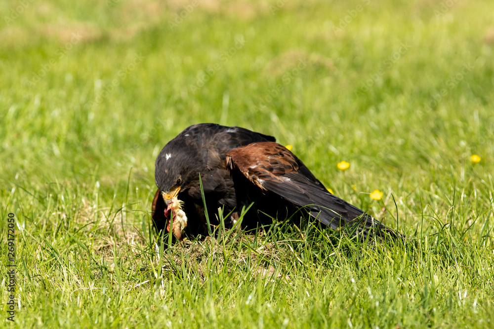 Obraz premium Harris hawk feeding