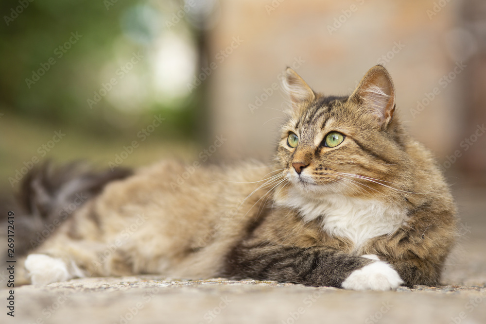 portrait of a beautiful cat lying in the yard at the doorstep, a domestic pet walking outdoors