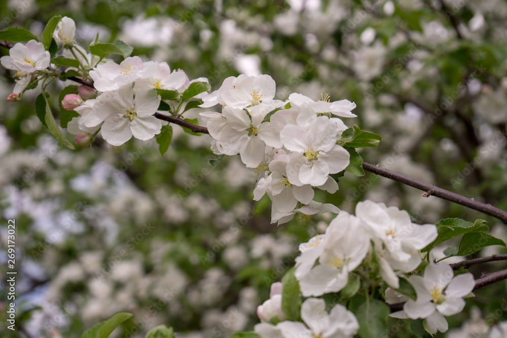 Apple tree in bloom. White flowers of apple in spring. Symbol of love, joy, flowering, hope. First, the buds are pink, then the flowers are white. The picture was taken in the spring, on a clear, sunn Apple tree in bloom. White flowers of apple in spring. Symbol of love, joy, flowering, hope. First, the buds are pink, then the flowers are white. The picture was taken in the spring, on a clear, sunn