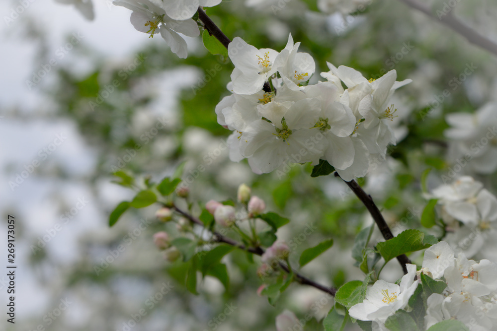 Apple tree in bloom. White flowers of apple in spring. Symbol of love, joy, flowering, hope. First, the buds are pink, then the flowers are white. The picture was taken in the spring, on a clear, sunn Apple tree in bloom. White flowers of apple in spring. Symbol of love, joy, flowering, hope. First, the buds are pink, then the flowers are white. The picture was taken in the spring, on a clear, sunn