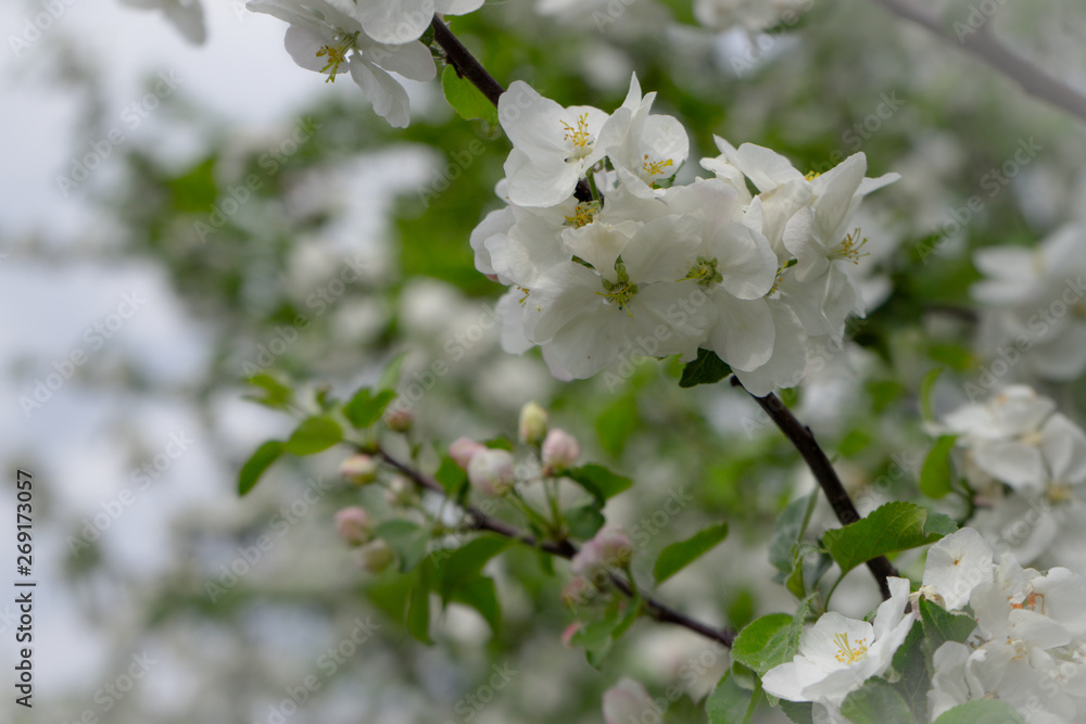 Apple tree in bloom. White flowers of apple in spring. Symbol of love, joy, flowering, hope. First, the buds are pink, then the flowers are white. The picture was taken in the spring, on a clear, sunn