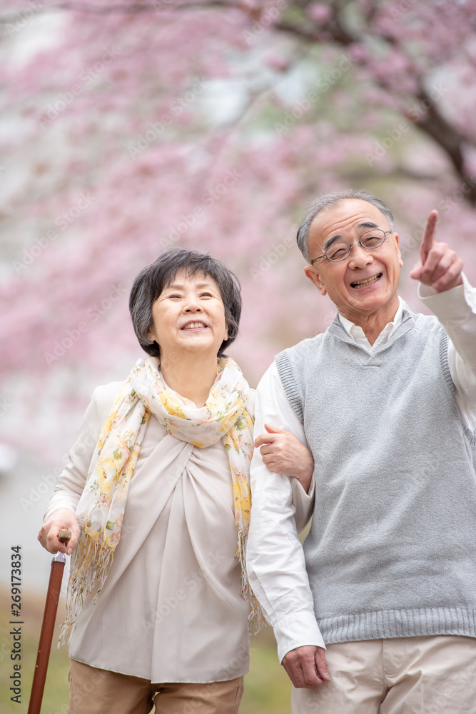Fototapeta premium 桜の中を散歩するシニア夫婦
