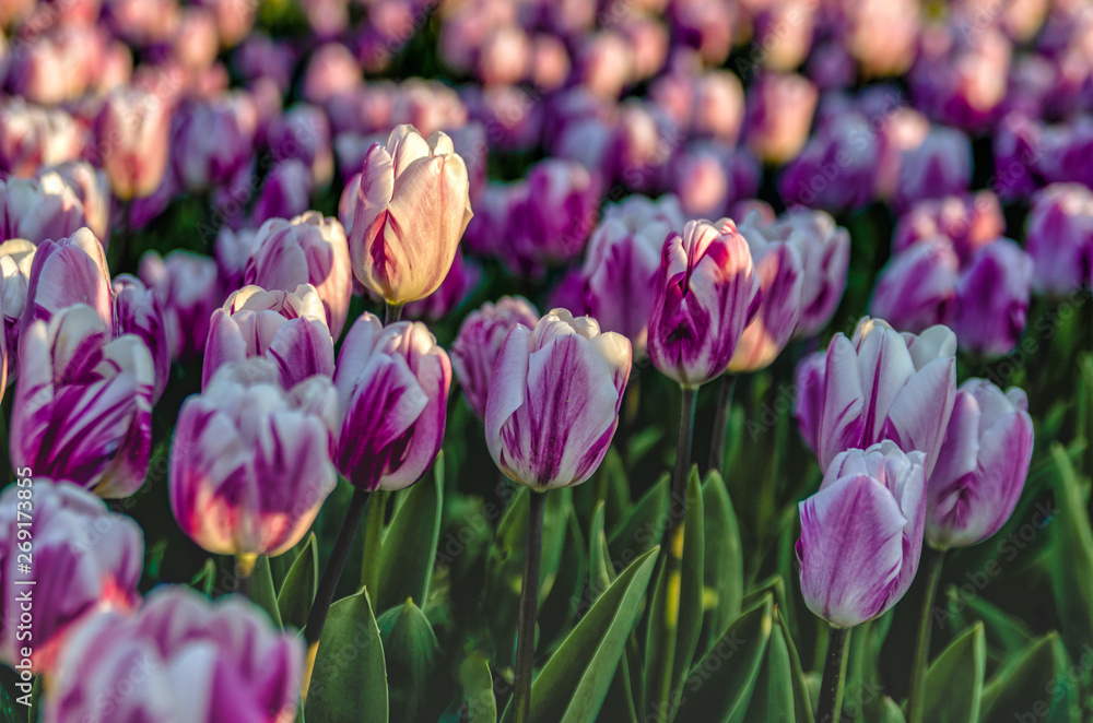 Obraz premium The Purple Tulips