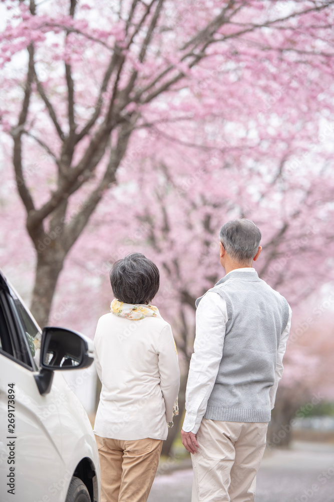 桜を見つめるシニア夫婦の後ろ姿