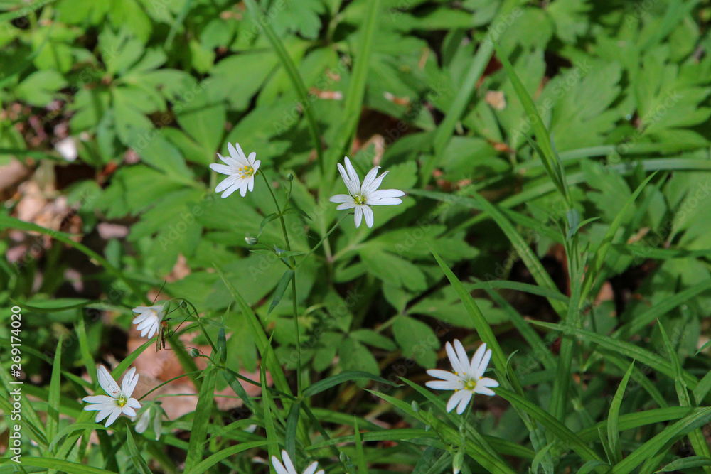 Small white flowers on a forest glade Small white flowers on a forest glade