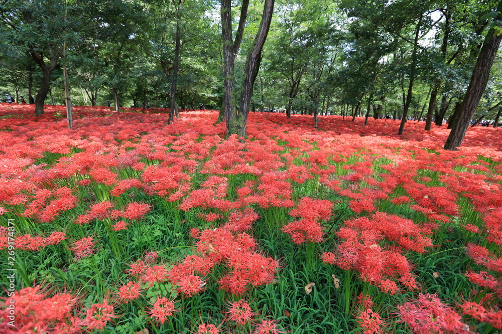 巾着田の曼珠沙華 巾着田の曼珠沙華