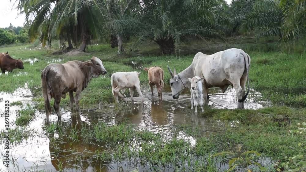 Brown cow and its reflection on water surface while standing in the meadow in wetland, White calf eating grass , Thailand Brown cow and its reflection on water surface while standing in the meadow in wetland, White calf eating grass , Thailand