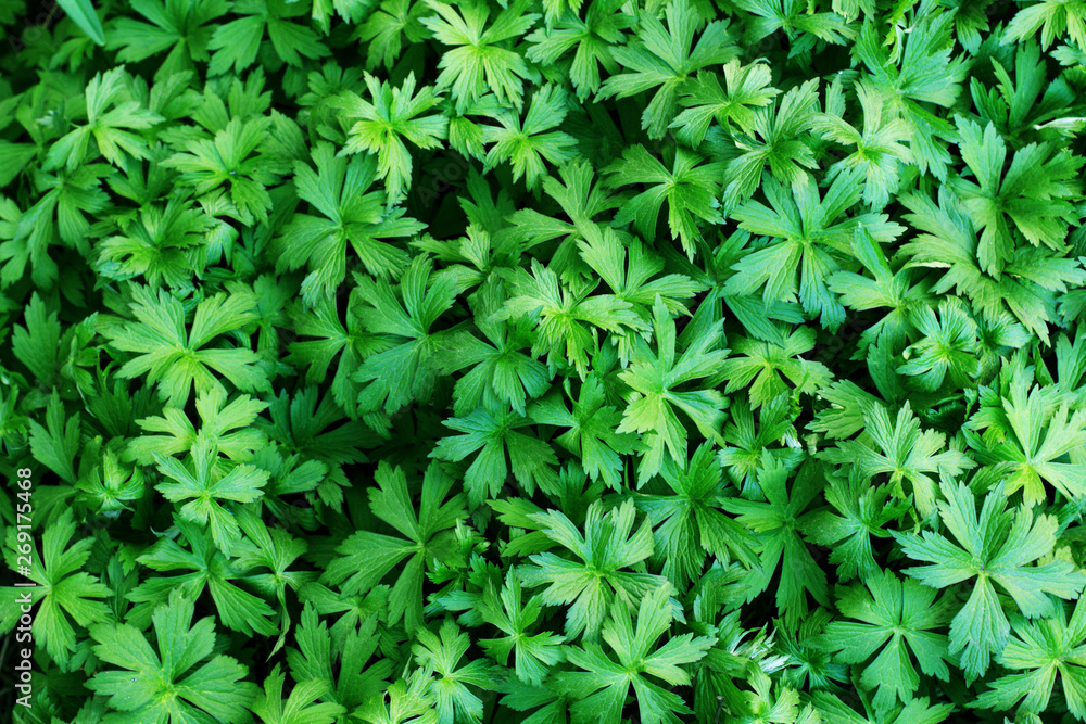 Nature green leaves texture. Background of leaf Nature green leaves texture. Background of leaf