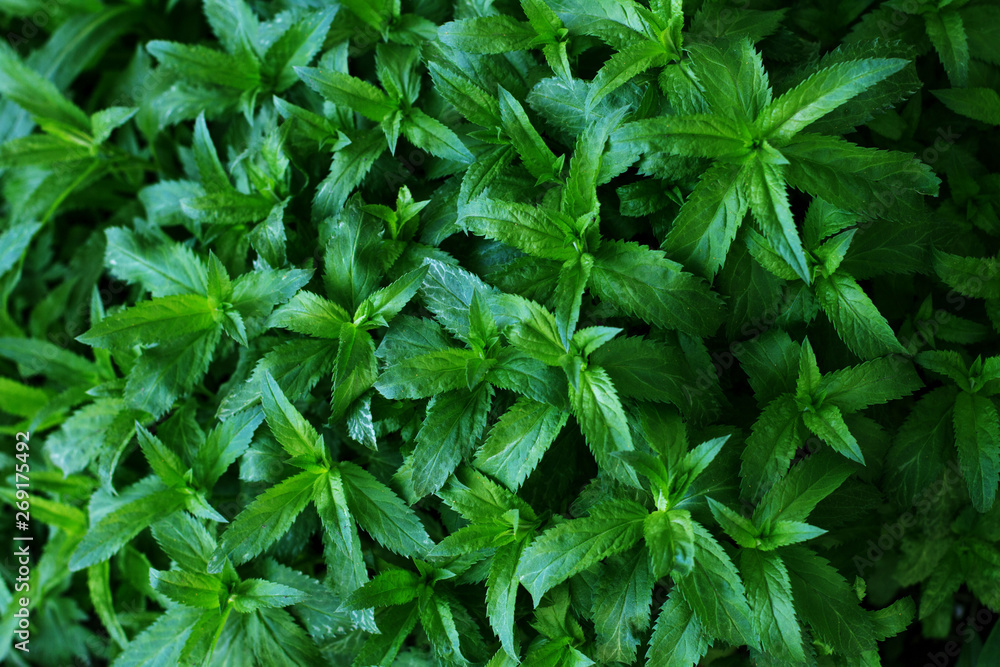 Nature green leaves texture. Background of leaf Nature green leaves texture. Background of leaf