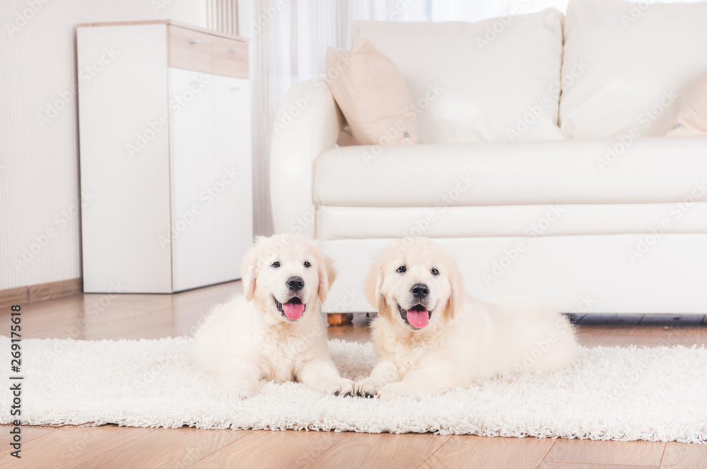 Two cute fluffy retriever breed puppies at home - obrazy, fototapety, plakaty 