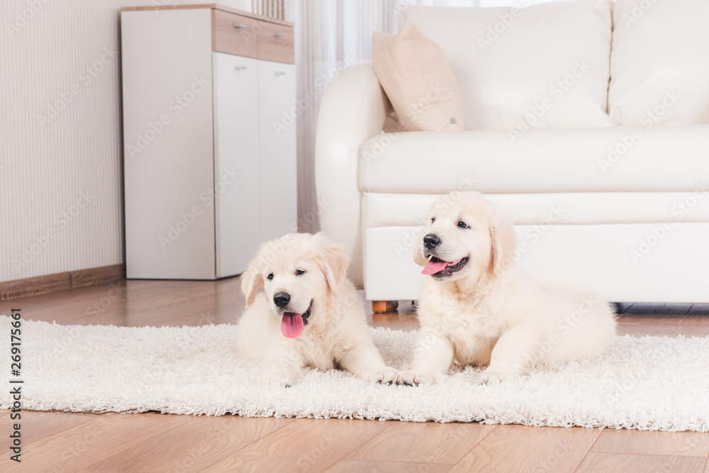 Two cute fluffy retriever breed puppies at home Two cute fluffy retriever breed puppies at home