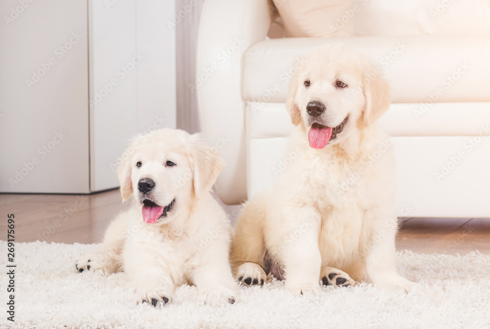 Two cute fluffy retriever breed puppies at home Two cute fluffy retriever breed puppies at home