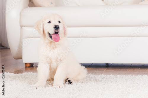 Fluffy retriever puppy sitting on carpet at home
