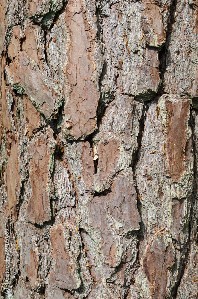 Baum Rinde Baum Rinde